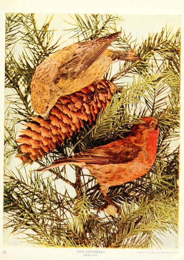 Reproducción/Reproduction 6234315824: Birds and nature in natural colors. v.1. Chicago :A.W. Mumford, Publisher,1913-1914