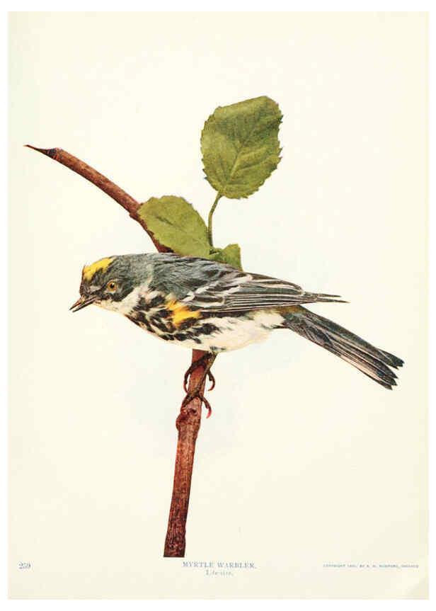 Reproducción/Reproduction 6234315964: Birds and nature in natural colors. v.1. Chicago :A.W. Mumford, Publisher,1913-1914
