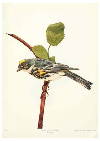 Reproducción/Reproduction 6234315964: Birds and nature in natural colors. v.1. Chicago :A.W. Mumford, Publisher,1913-1914