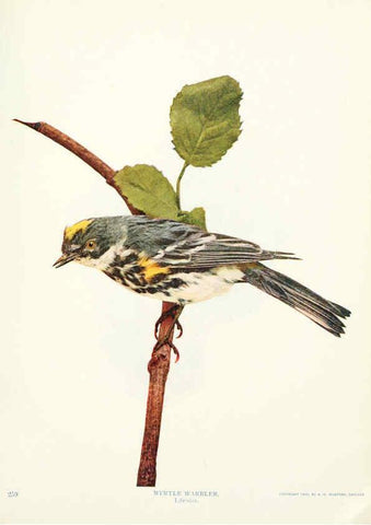 Reproducción/Reproduction 6234315964: Birds and nature in natural colors. v.1. Chicago :A.W. Mumford, Publisher,1913-1914