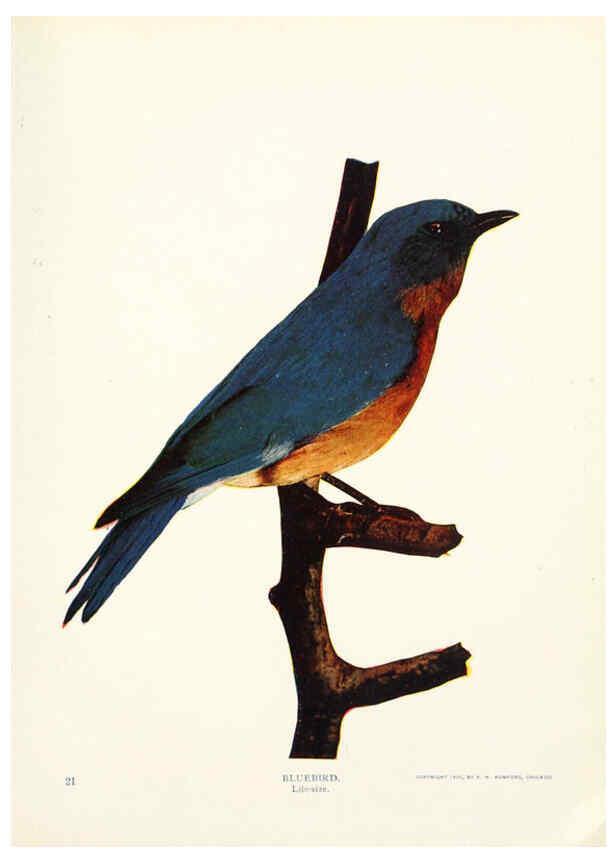 Reproducción/Reproduction 6234316144: Birds and nature in natural colors. v.1. Chicago :A.W. Mumford, Publisher,1913-1914