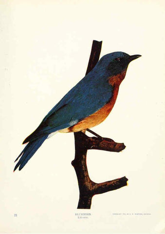 Reproducción/Reproduction 6234316144: Birds and nature in natural colors. v.1. Chicago :A.W. Mumford, Publisher,1913-1914