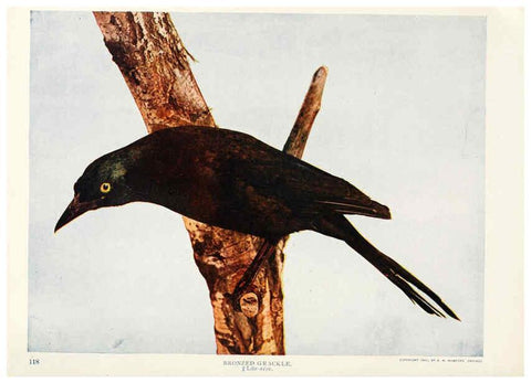 Reproducción/Reproduction 6233791115: Birds and nature in natural colors. v.1. Chicago :A.W. Mumford, Publisher,1913-1914