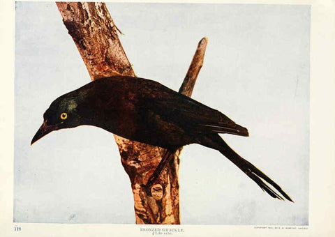 Reproducción/Reproduction 6233791115: Birds and nature in natural colors. v.1. Chicago :A.W. Mumford, Publisher,1913-1914