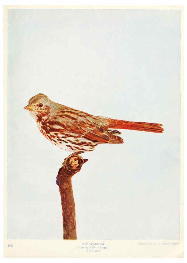 Reproducción/Reproduction 6233791283: Birds and nature in natural colors. v.1. Chicago :A.W. Mumford, Publisher,1913-1914