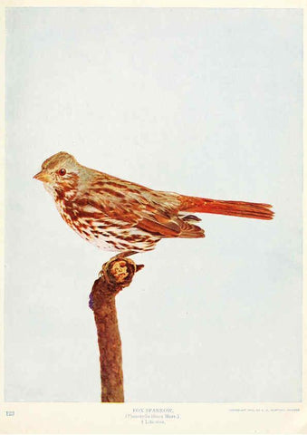 Reproducción/Reproduction 6233791283: Birds and nature in natural colors. v.1. Chicago :A.W. Mumford, Publisher,1913-1914