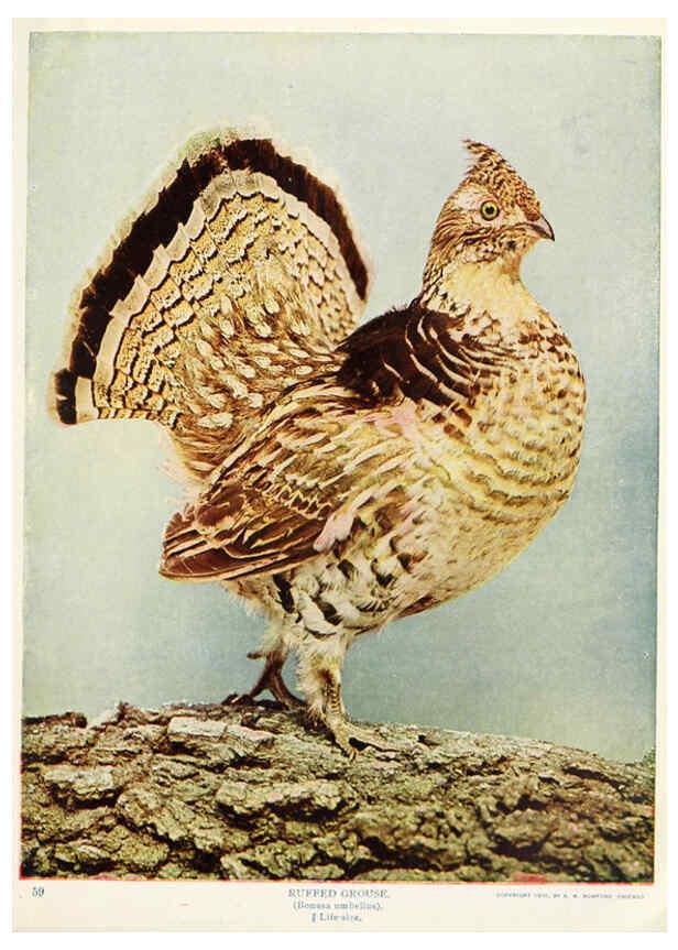 Reproducción/Reproduction 6234316716: Birds and nature in natural colors. v.1. Chicago :A.W. Mumford, Publisher,1913-1914