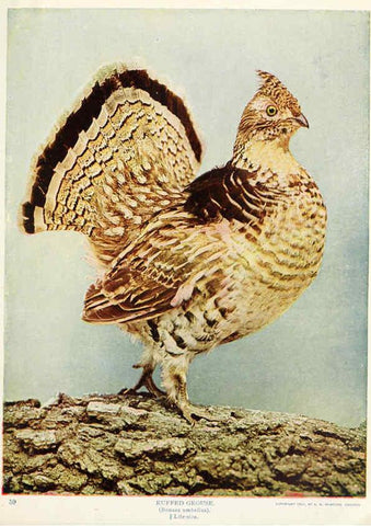 Reproducción/Reproduction 6234316716: Birds and nature in natural colors. v.1. Chicago :A.W. Mumford, Publisher,1913-1914