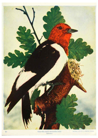Reproducción/Reproduction 6234316874: Birds and nature in natural colors. v.1. Chicago :A.W. Mumford, Publisher,1913-1914