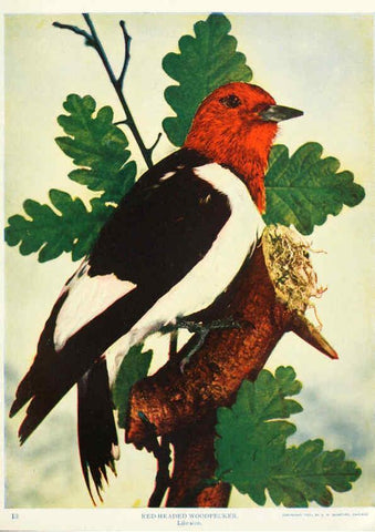 Reproducción/Reproduction 6234316874: Birds and nature in natural colors. v.1. Chicago :A.W. Mumford, Publisher,1913-1914