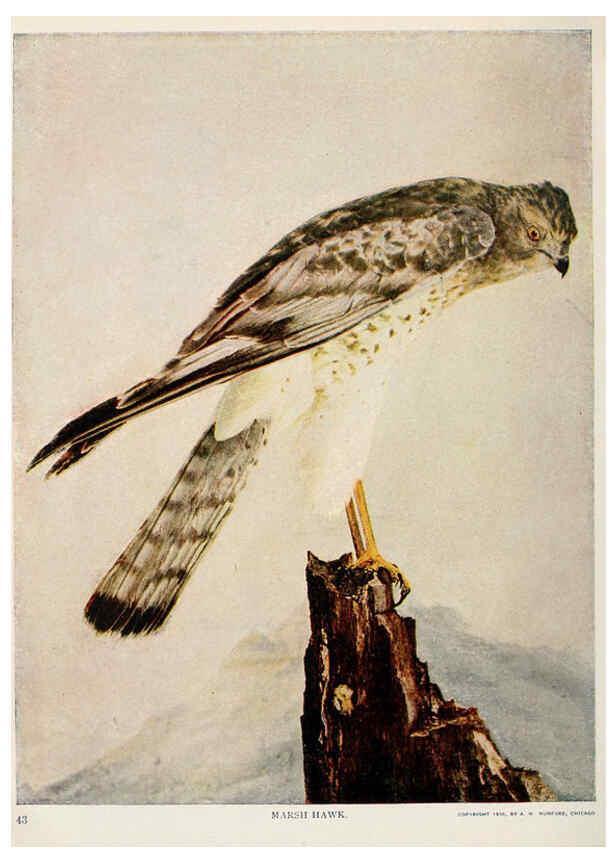 Reproducción/Reproduction 6234317130: Birds and nature in natural colors. v.1. Chicago :A.W. Mumford, Publisher,1913-1914