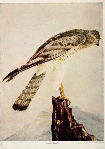 Reproducción/Reproduction 6234317130: Birds and nature in natural colors. v.1. Chicago :A.W. Mumford, Publisher,1913-1914
