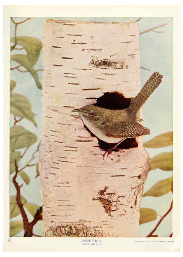 Reproducción/Reproduction 6233792127: Birds and nature in natural colors. v.1. Chicago :A.W. Mumford, Publisher,1913-1914