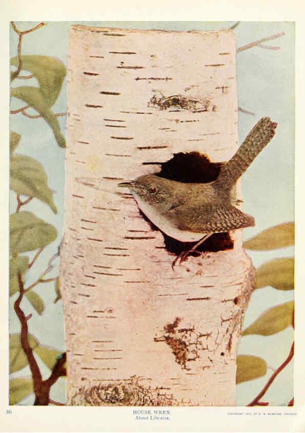 Reproducción/Reproduction 6233792127: Birds and nature in natural colors. v.1. Chicago :A.W. Mumford, Publisher,1913-1914