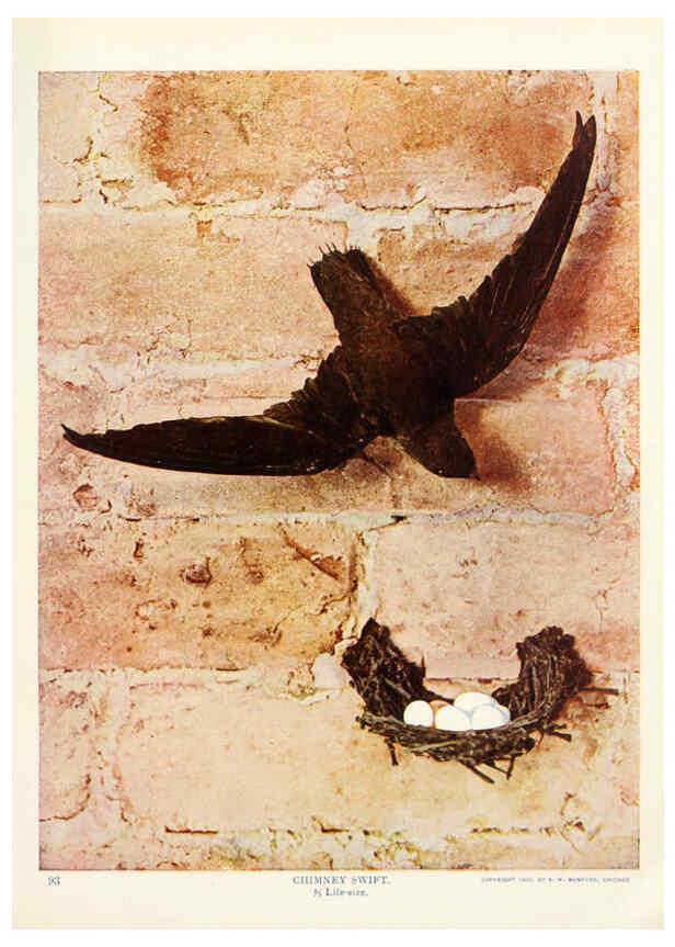 Reproducción/Reproduction 6233792271: Birds and nature in natural colors. v.1. Chicago :A.W. Mumford, Publisher,1913-1914