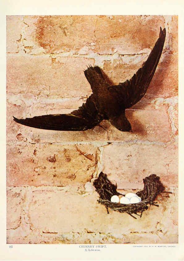 Reproducción/Reproduction 6233792271: Birds and nature in natural colors. v.1. Chicago :A.W. Mumford, Publisher,1913-1914