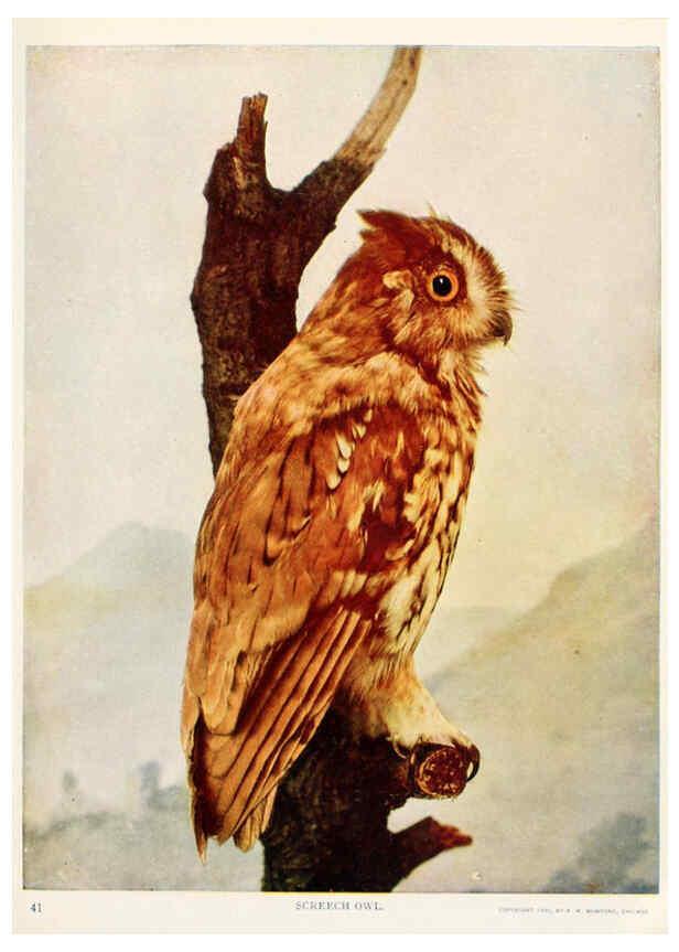 Reproducción/Reproduction 6233792417: Birds and nature in natural colors. v.1. Chicago :A.W. Mumford, Publisher,1913-1914