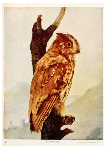 Reproducción/Reproduction 6233792417: Birds and nature in natural colors. v.1. Chicago :A.W. Mumford, Publisher,1913-1914