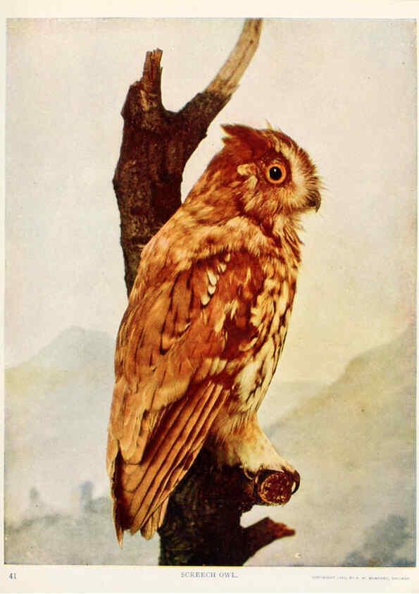 Reproducción/Reproduction 6233792417: Birds and nature in natural colors. v.1. Chicago :A.W. Mumford, Publisher,1913-1914