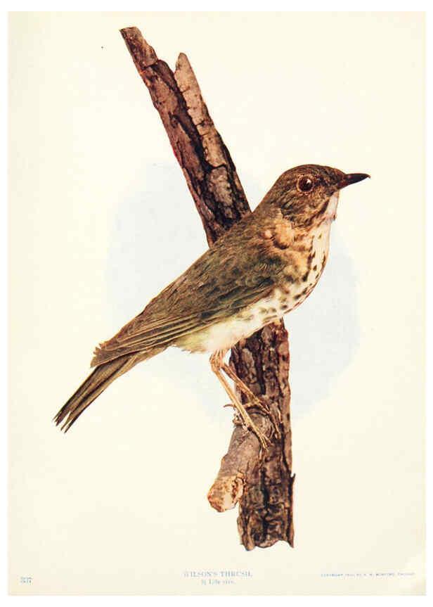Reproducción/Reproduction 6233792593: Birds and nature in natural colors. v.1. Chicago :A.W. Mumford, Publisher,1913-1914
