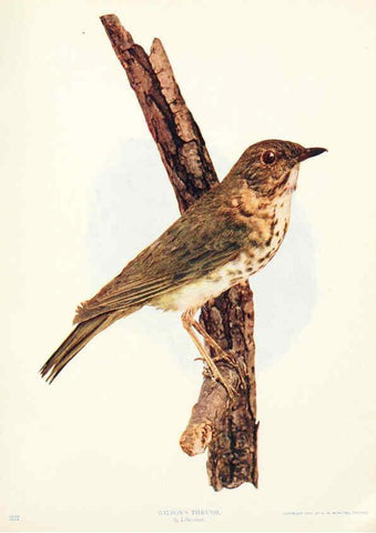 Reproducción/Reproduction 6233792593: Birds and nature in natural colors. v.1. Chicago :A.W. Mumford, Publisher,1913-1914
