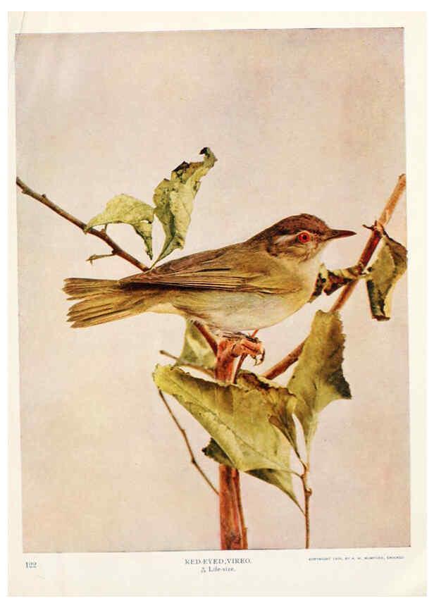 Reproducción/Reproduction 6233792787: Birds and nature in natural colors. v.1. Chicago :A.W. Mumford, Publisher,1913-1914