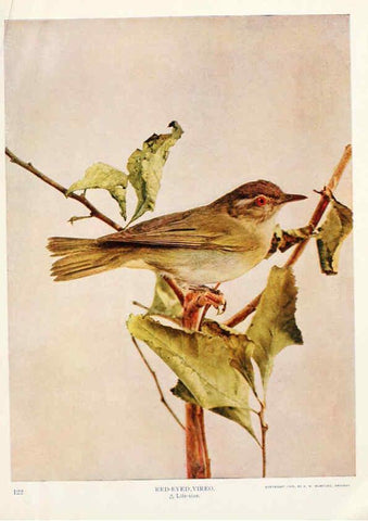 Reproducción/Reproduction 6233792787: Birds and nature in natural colors. v.1. Chicago :A.W. Mumford, Publisher,1913-1914