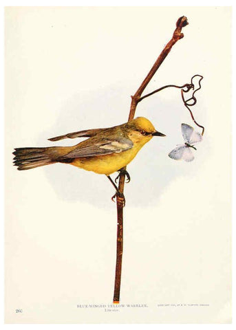 Reproducción/Reproduction 6233792933: Birds and nature in natural colors. v.1. Chicago :A.W. Mumford, Publisher,1913-1914