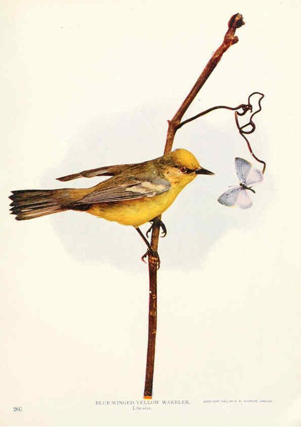 Reproducción/Reproduction 6233792933: Birds and nature in natural colors. v.1. Chicago :A.W. Mumford, Publisher,1913-1914