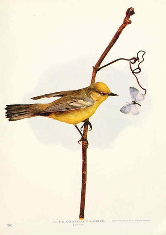 Reproducción/Reproduction 6233792933: Birds and nature in natural colors. v.1. Chicago :A.W. Mumford, Publisher,1913-1914