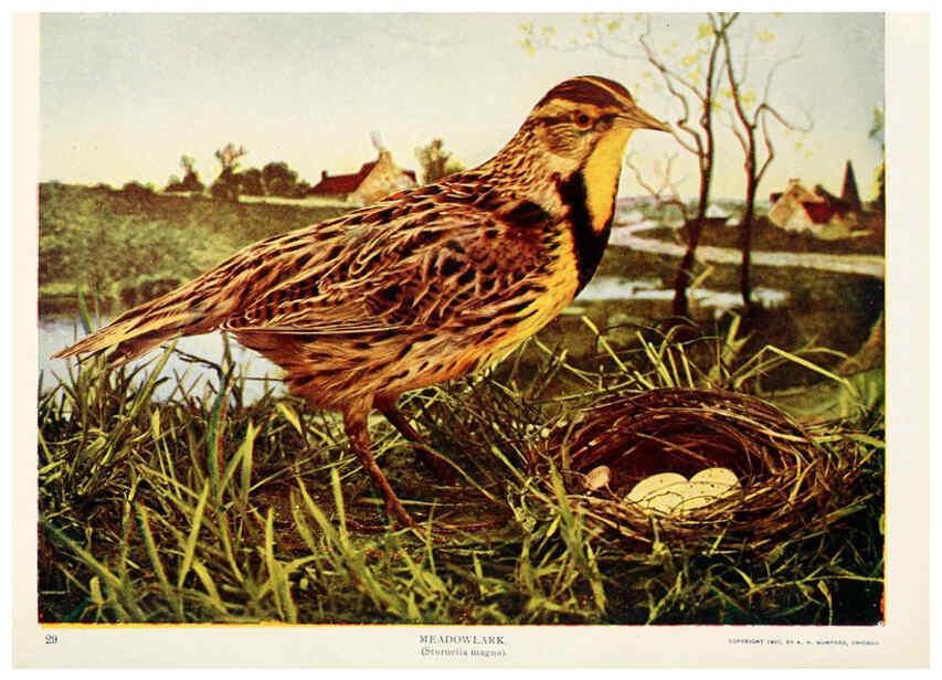 Reproducción/Reproduction 6234318384: Birds and nature in natural colors. v.1. Chicago :A.W. Mumford, Publisher,1913-1914