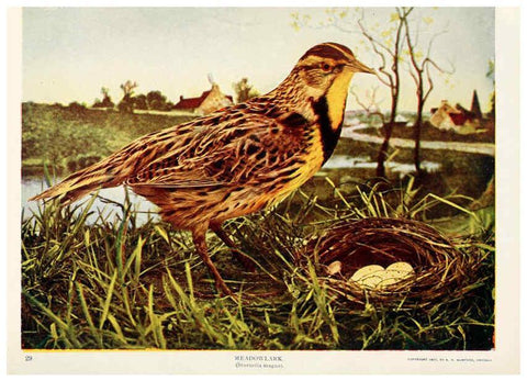Reproducción/Reproduction 6234318384: Birds and nature in natural colors. v.1. Chicago :A.W. Mumford, Publisher,1913-1914