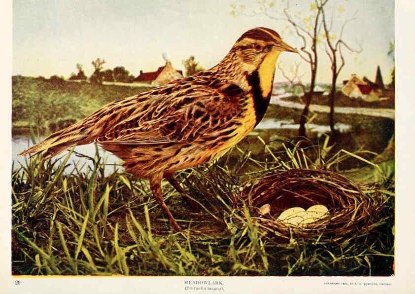 Reproducción/Reproduction 6234318384: Birds and nature in natural colors. v.1. Chicago :A.W. Mumford, Publisher,1913-1914