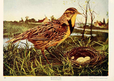 Reproducción/Reproduction 6234318384: Birds and nature in natural colors. v.1. Chicago :A.W. Mumford, Publisher,1913-1914