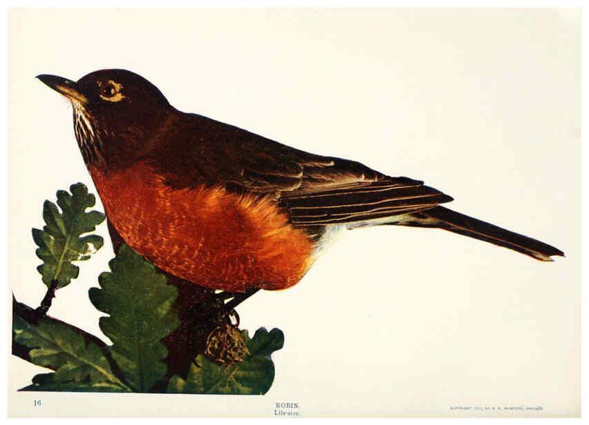 Reproducción/Reproduction 6234315638: Birds and nature in natural colors. v.1. Chicago :A.W. Mumford, Publisher,1913-1914