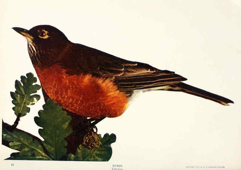 Reproducción/Reproduction 6234315638: Birds and nature in natural colors. v.1. Chicago :A.W. Mumford, Publisher,1913-1914