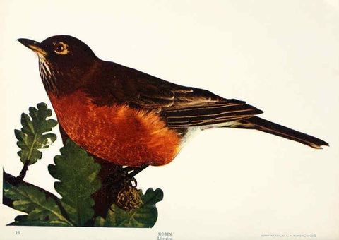 Reproducción/Reproduction 6234315638: Birds and nature in natural colors. v.1. Chicago :A.W. Mumford, Publisher,1913-1914