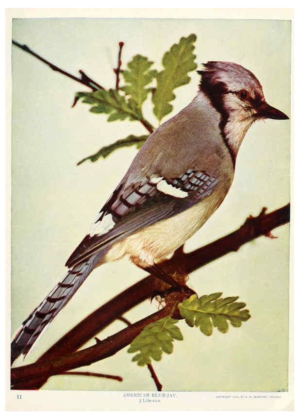 Reproducción/Reproduction 6234315446: Birds and nature in natural colors. v.1. Chicago :A.W. Mumford, Publisher,1913-1914