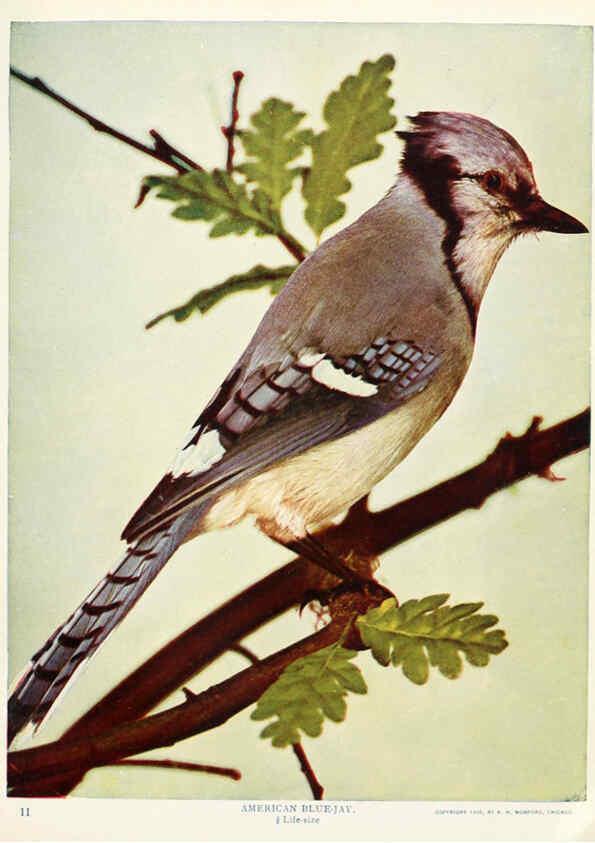 Reproducción/Reproduction 6234315446: Birds and nature in natural colors. v.1. Chicago :A.W. Mumford, Publisher,1913-1914