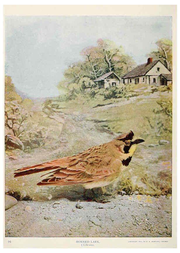 Reproducción/Reproduction 6233790165: Birds and nature in natural colors. v.1. Chicago :A.W. Mumford, Publisher,1913-1914