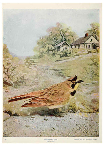 Reproducción/Reproduction 6233790165: Birds and nature in natural colors. v.1. Chicago :A.W. Mumford, Publisher,1913-1914