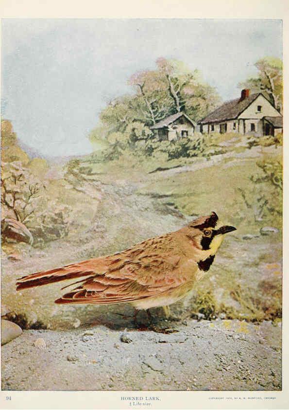 Reproducción/Reproduction 6233790165: Birds and nature in natural colors. v.1. Chicago :A.W. Mumford, Publisher,1913-1914