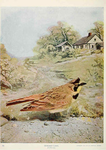 Reproducción/Reproduction 6233790165: Birds and nature in natural colors. v.1. Chicago :A.W. Mumford, Publisher,1913-1914