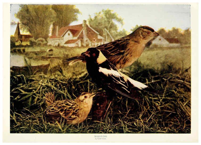 Reproducción/Reproduction 6234315146: Birds and nature in natural colors. v.1. Chicago :A.W. Mumford, Publisher,1913-1914