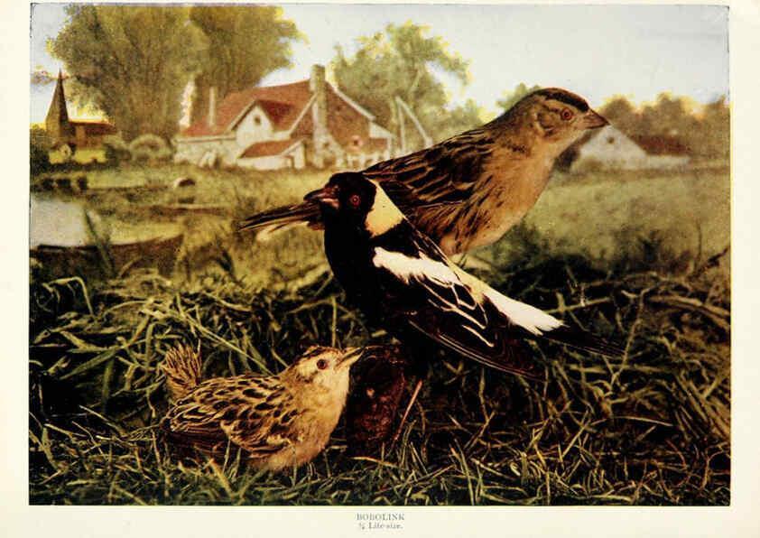 Reproducción/Reproduction 6234315146: Birds and nature in natural colors. v.1. Chicago :A.W. Mumford, Publisher,1913-1914