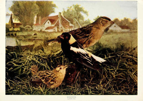 Reproducción/Reproduction 6234315146: Birds and nature in natural colors. v.1. Chicago :A.W. Mumford, Publisher,1913-1914