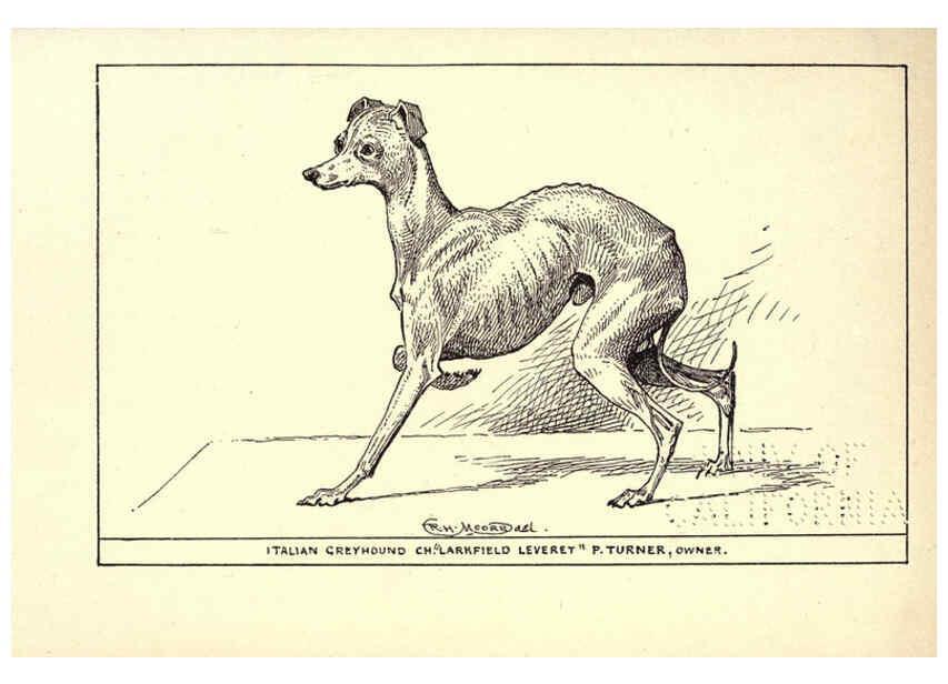 Reproducción/Reproduction 6233748553: All about dogs; a book for doggy people New York,J. Lane,1900