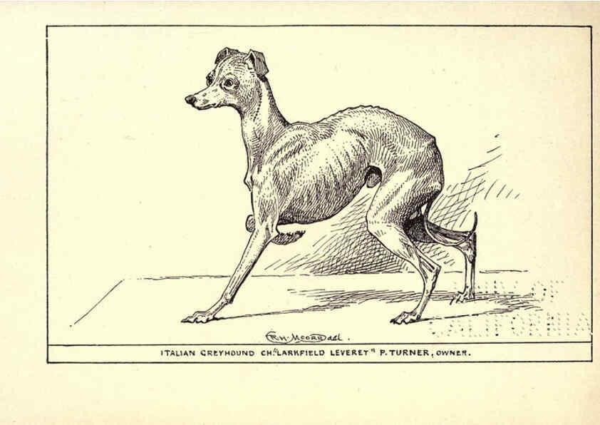 Reproducción/Reproduction 6233748553: All about dogs; a book for doggy people New York,J. Lane,1900
