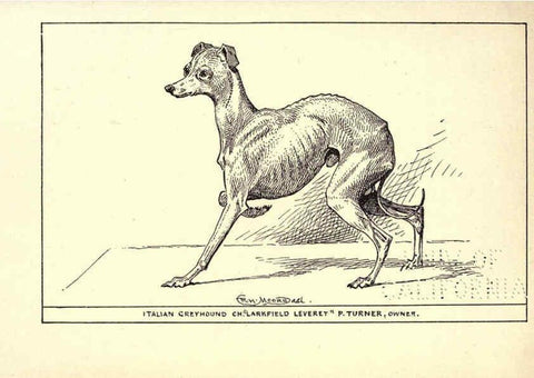 Reproducción/Reproduction 6233748553: All about dogs; a book for doggy people New York,J. Lane,1900