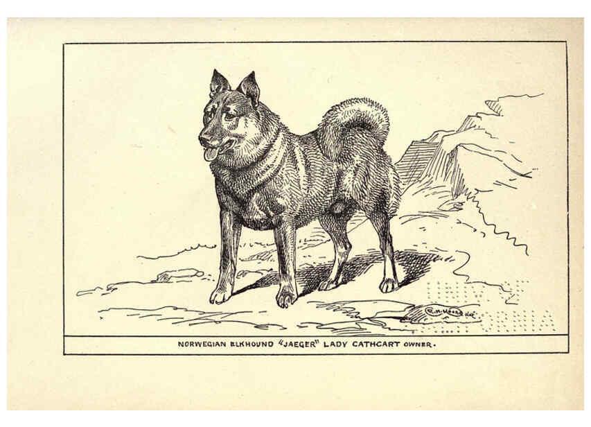 Reproducción/Reproduction 6233748739: All about dogs; a book for doggy people New York,J. Lane,1900